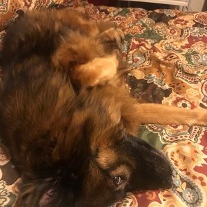 Meet your Posher, Janet